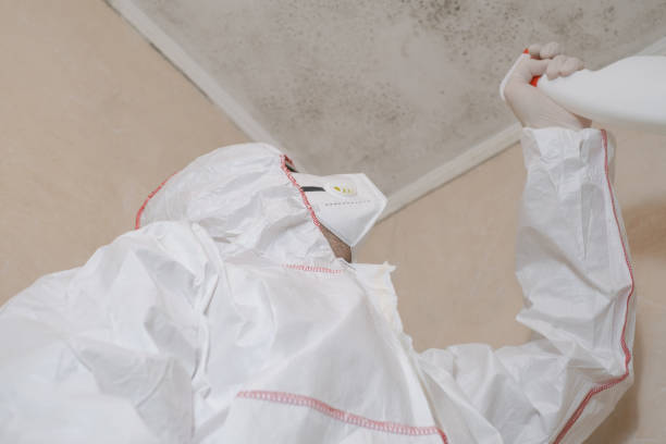 Certified Mold Removal in Armada, MI